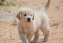 Cute golden retriever puppy walking outdoors on a sunny day.