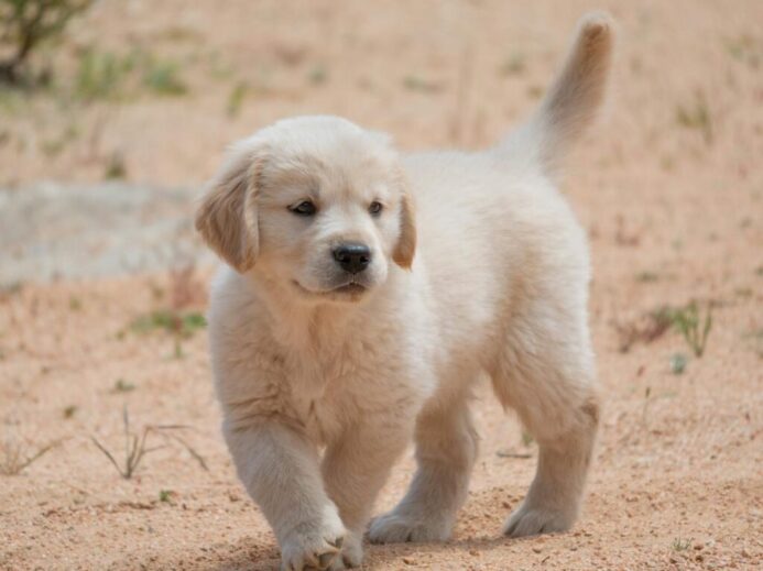 Cute golden retriever puppy walking outdoors on a sunny day.