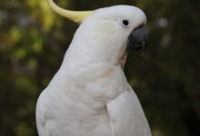 A striking close-up of a Sulphur-crested Cockatoo with vibrant plumage against a natural background.