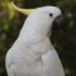 A striking close-up of a Sulphur-crested Cockatoo with vibrant plumage against a natural background.