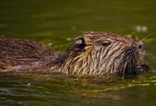 Captivating close-up of a Eurasian beaver swimming in tranquil water.