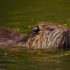 Captivating close-up of a Eurasian beaver swimming in tranquil water.