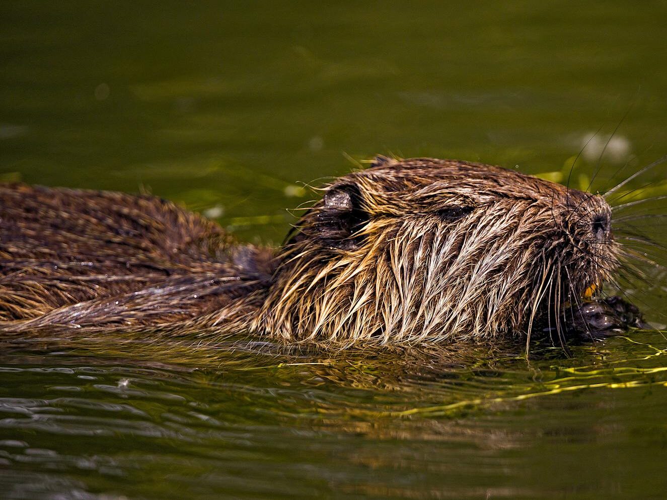 Captivating close-up of a Eurasian beaver swimming in tranquil water.