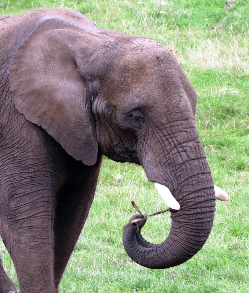 Anthony - NeposlušnéTlapky A majestic African elephant with tusks and trunk grazing on green grass in the wild.