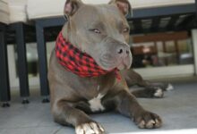Close-up of an American Pit Bull Terrier lounging indoors, wearing a red plaid scarf.
