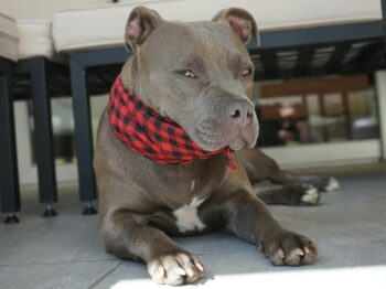 Close-up of an American Pit Bull Terrier lounging indoors, wearing a red plaid scarf.