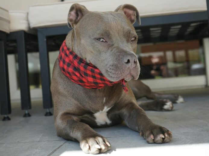 Close-up of an American Pit Bull Terrier lounging indoors, wearing a red plaid scarf.
