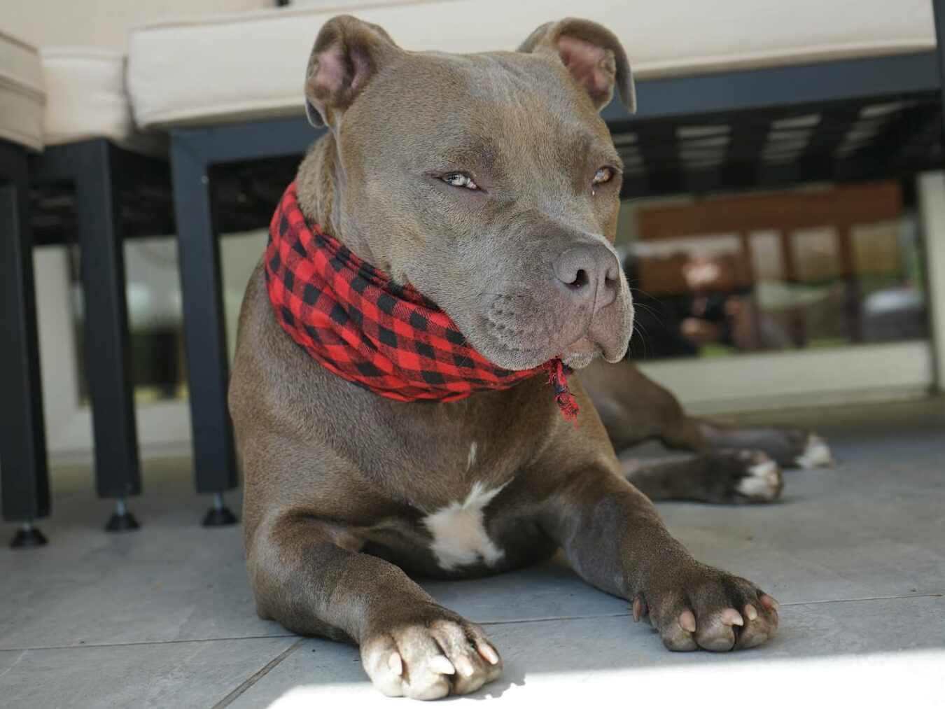 Close-up of an American Pit Bull Terrier lounging indoors, wearing a red plaid scarf.