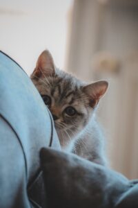 FURKAN - NeposlušnéTlapky Adorable grey kitten peeking shyly from behind a soft pillow in a cozy bedroom setting.
