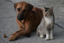 A dog and a cat sitting together on a concrete street in Kolkata. Perfect harmony in an urban setting.