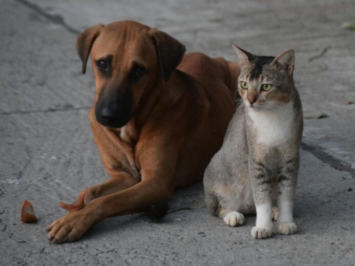 A dog and a cat sitting together on a concrete street in Kolkata. Perfect harmony in an urban setting.