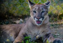 Close-up of a cougar resting in captivity, showcasing its natural beauty and strength.