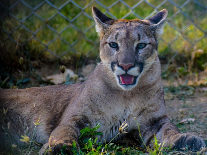 Close-up of a cougar resting in captivity, showcasing its natural beauty and strength.
