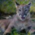 Close-up of a cougar resting in captivity, showcasing its natural beauty and strength.