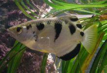 Waikiki Aquarium--Archerfish