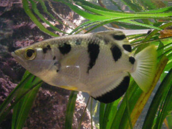 Waikiki Aquarium--Archerfish