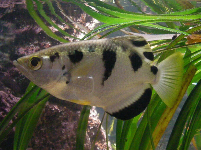 Waikiki Aquarium--Archerfish