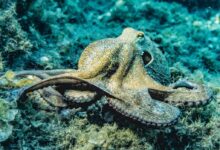 Close-up of an octopus in its natural underwater habitat displaying intricate textures and colors.
