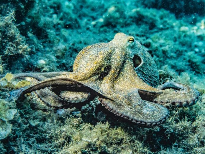 Close-up of an octopus in its natural underwater habitat displaying intricate textures and colors.