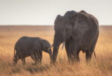 elephants standing on dried grass