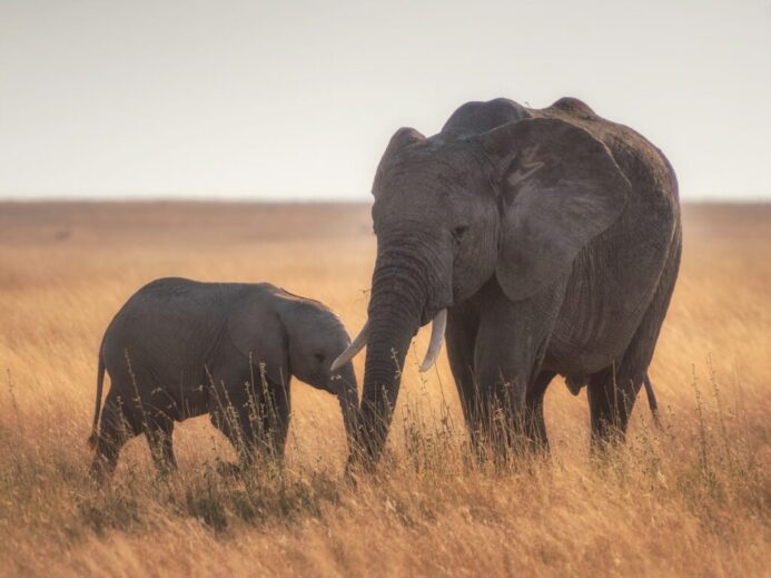 elephants standing on dried grass