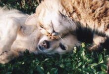 A heartwarming moment of a cat cuddling a dog on green grass outdoors.