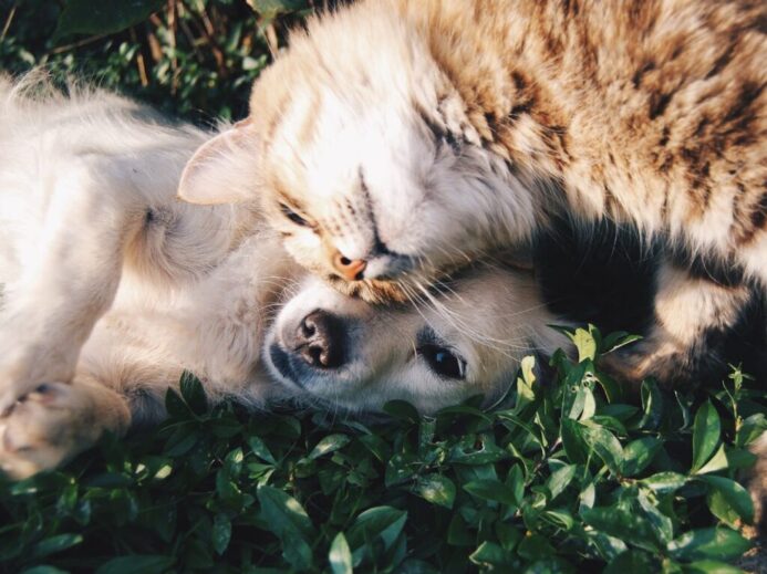 A heartwarming moment of a cat cuddling a dog on green grass outdoors.