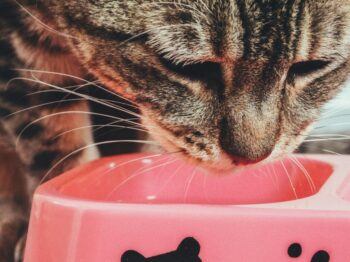A cute tabby cat enjoys a meal from a pink bowl. Perfect for pet lovers.