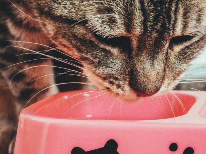 A cute tabby cat enjoys a meal from a pink bowl. Perfect for pet lovers.