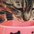 A cute tabby cat enjoys a meal from a pink bowl. Perfect for pet lovers.
