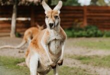 A cute kangaroo standing in an Australian backyard with wooden fence.
