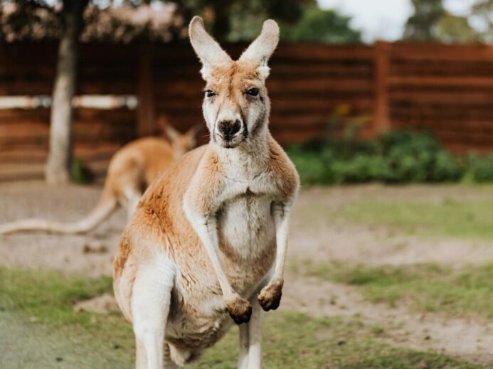 A cute kangaroo standing in an Australian backyard with wooden fence.
