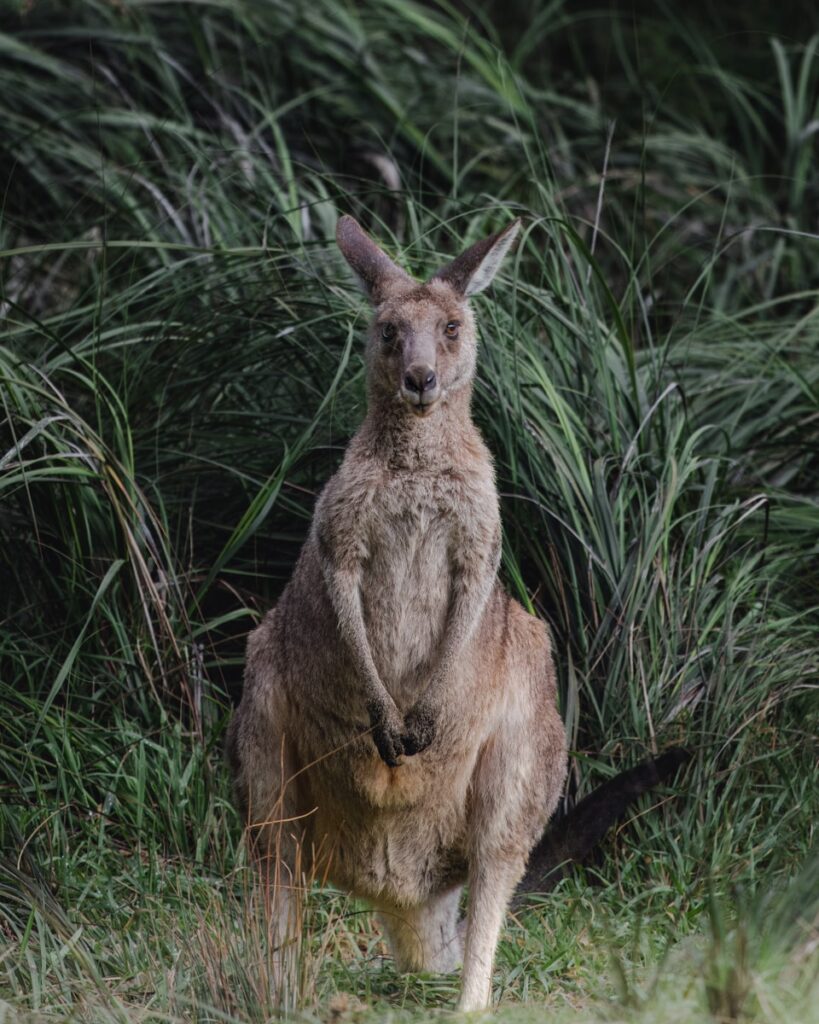 Leigh - NeposlušnéTlapky a kangaroo standing in a field of tall grass