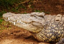 gray alligator near grass field