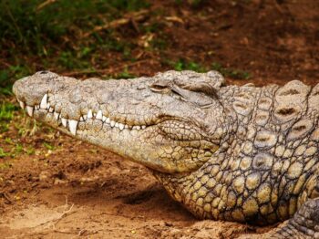 gray alligator near grass field