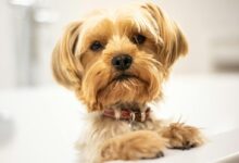 A cute Yorkshire Terrier puppy standing in a bathtub, looking curious and fluffy.