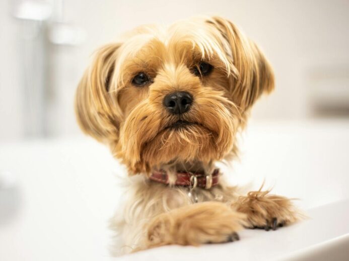 A cute Yorkshire Terrier puppy standing in a bathtub, looking curious and fluffy.