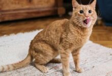 Ginger cat playfully sticking out its tongue inside a cozy room setting.