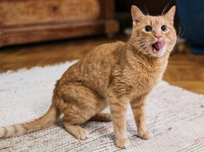 Ginger cat playfully sticking out its tongue inside a cozy room setting.