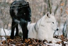 Two wolves, one black and one white, in a snowy forest environment.