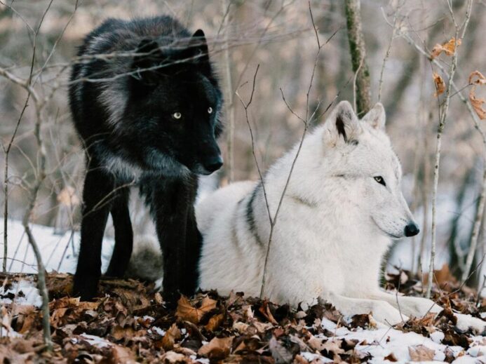 Two wolves, one black and one white, in a snowy forest environment.