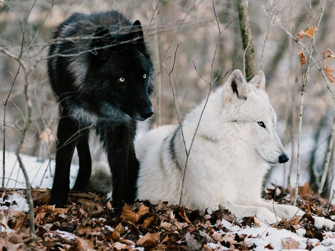 Two wolves, one black and one white, in a snowy forest environment.