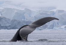 Humpback Whale Tail (Megaptera novaeangliae)