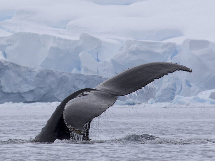 Humpback Whale Tail (Megaptera novaeangliae)