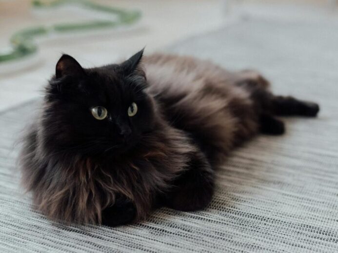 A fluffy black cat lounging on a rug in a cozy indoor setting.