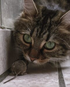 Katherine Mihailova - NeposlušnéTlapky A close-up of a tabby cat with bright eyes staring intently at a mouse on tiled floor.