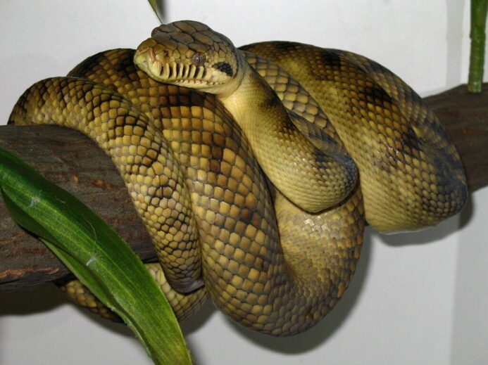 High-Yellow Sorong Amethystine Scrub Python