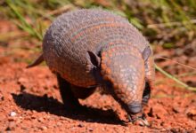 a brown and black armadile walking across a dirt field