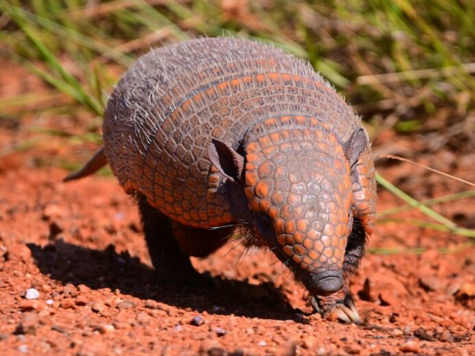a brown and black armadile walking across a dirt field