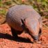a brown and black armadile walking across a dirt field